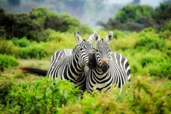 tourism rwanda (4)